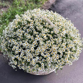 Композиция в корзине из 151 ромашки в Бронницах