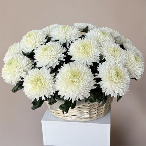 Композиция в корзине из 25 хризантем Магнум в Бронницах