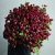 Монобукет из 75 кустовых роз Марун (70 см) в Бронницах