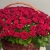 Композиция в корзине из 151 красной розы в Бронницах