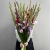 Букет из 25 гладиолусов микс в Бронницах Букет из 25 гладиолусов микс в Бронницах