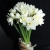 Букет из 25 нарциссов в Бронницах