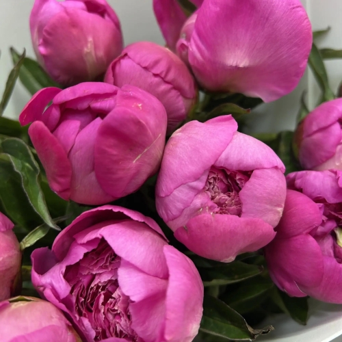 Букет " Малиновый закат" из 15 пионов в Бронницах