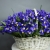 Композиция в корзине из 151 ириса в Бронницах Композиция в корзине из 151 ириса в Бронницах